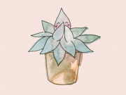 Succulentica