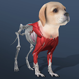 Idle Pet 7.3.3