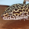 micdemp666