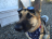 DOGMEAT_F4
