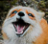 cheerful_fox
