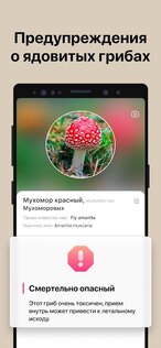 Picture Mushroom 2.9.31. Скриншот 2