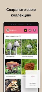 Picture Mushroom 2.9.31. Скриншот 5