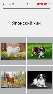 Собаки – фото-тест про популярные породы собак 3.7.0. Скриншот 14