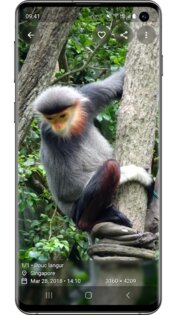 Aves Gallery 1.14.9. Скриншот 2