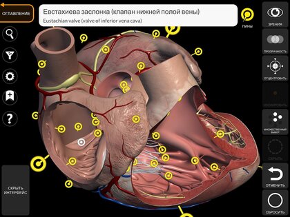 Анатомия – 3D Атлас 7.2. Скриншот 19