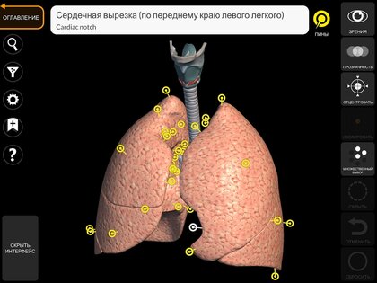 Анатомия – 3D Атлас 7.2. Скриншот 22