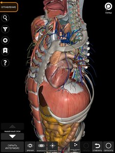 Анатомия – 3D Атлас 7.2. Скриншот 23