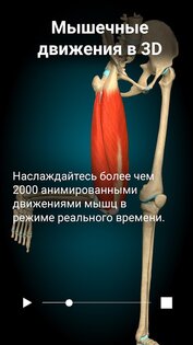 Anatomy Learning – 3D анатомия 3.2.514. Скриншот 2