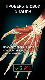 Anatomy Learning – 3D анатомия 3.2.514. Скриншот 11