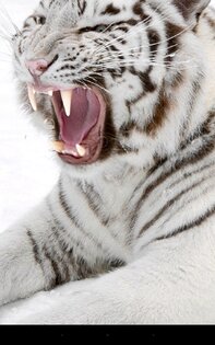 Tiger Live Wallpaper 2.9.1. Скриншот 7