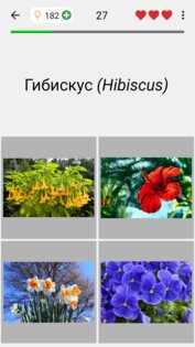 Цветы – Викторина по ботанике 3.3.0. Скриншот 14